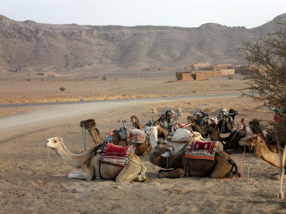 morocco marrakech Camels awaiting their next journey just outside Marrakech, a common scene in the surrounding desert landscape.