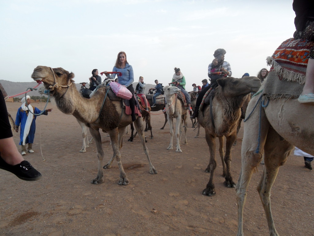 camel traffic jam