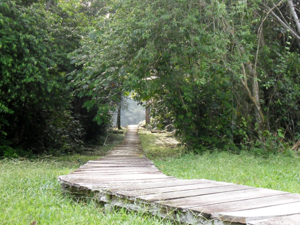Jungle trail in Ecuadorian Amazon