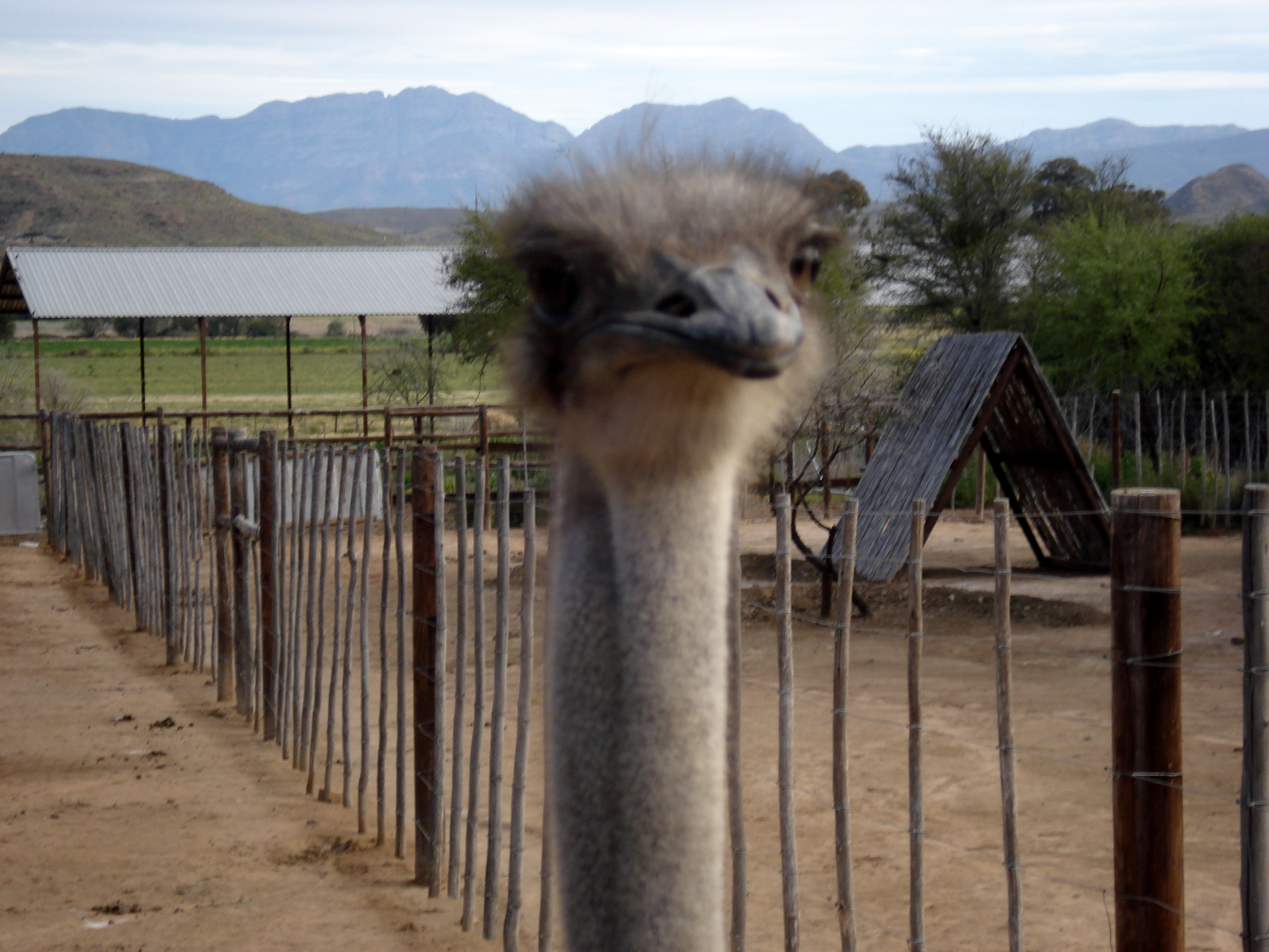 ostrich