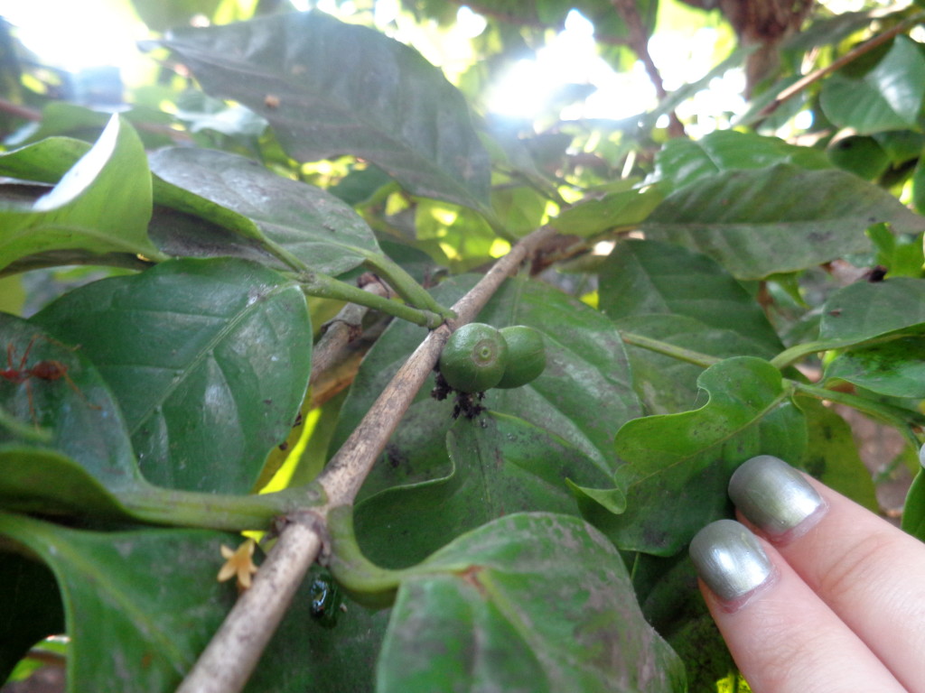 This is how coffee grows!