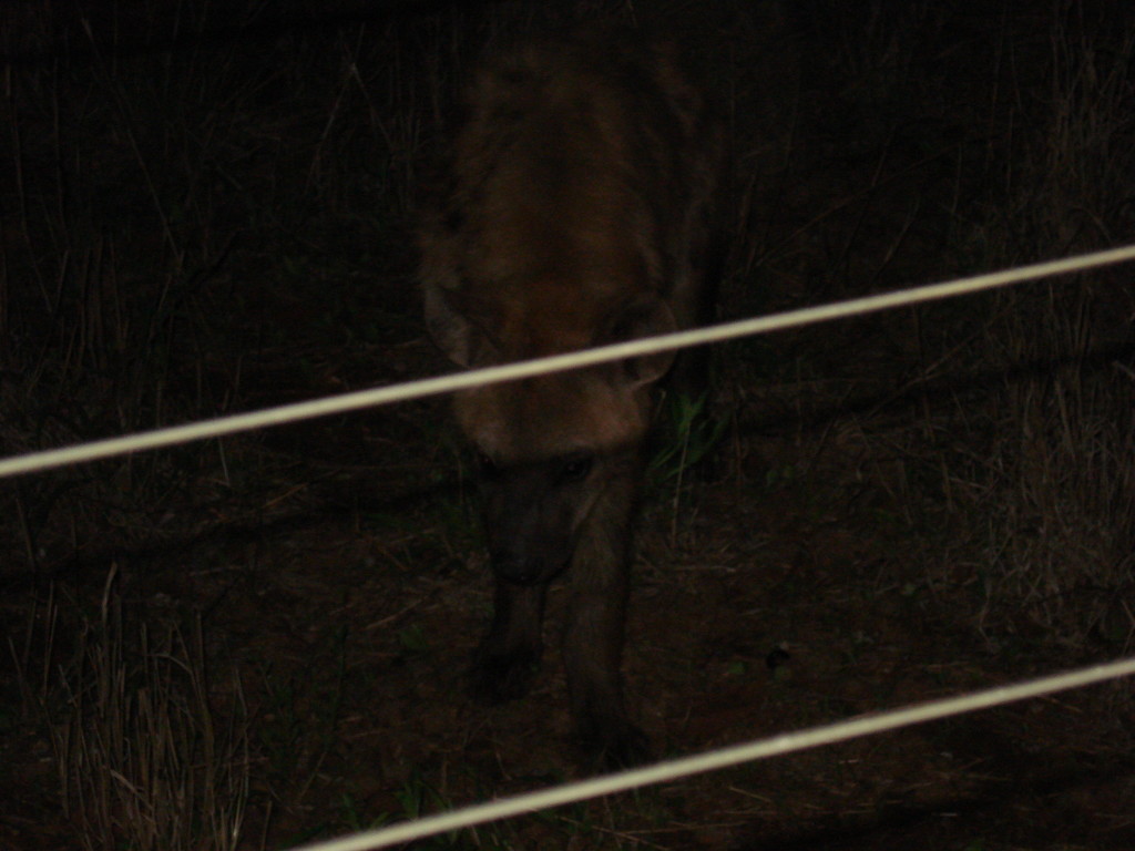 Hyenas at Kruger NP, South Africa