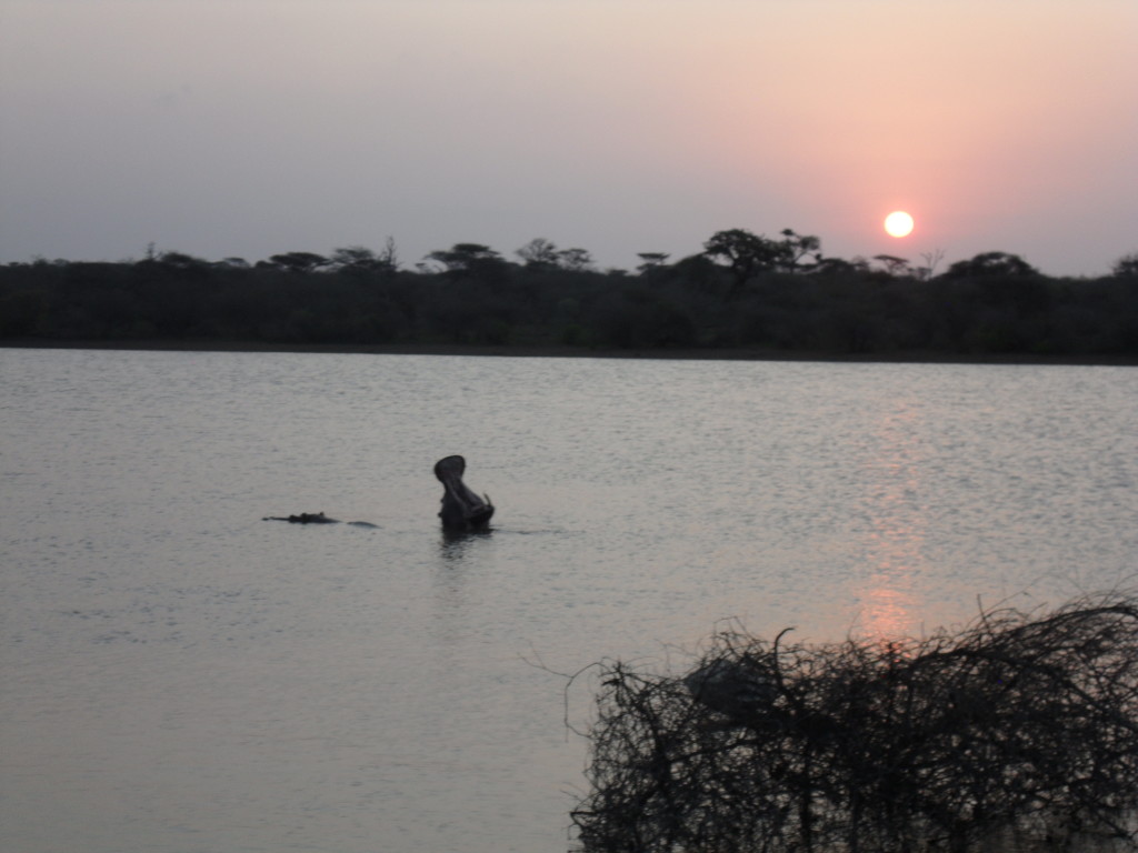 Yawning hippo in Kruger National Park, South Africa
