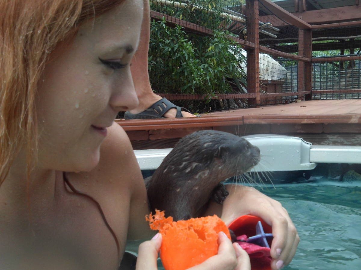 swim with otters Visit Nurtured by Nature