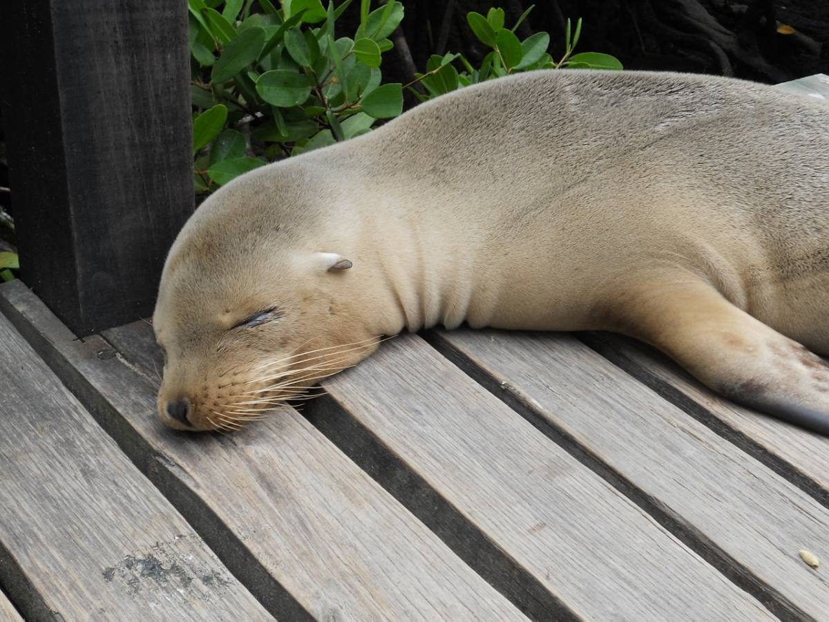 cheap trip to the Galapagos