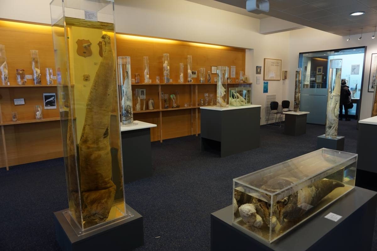 penis museum