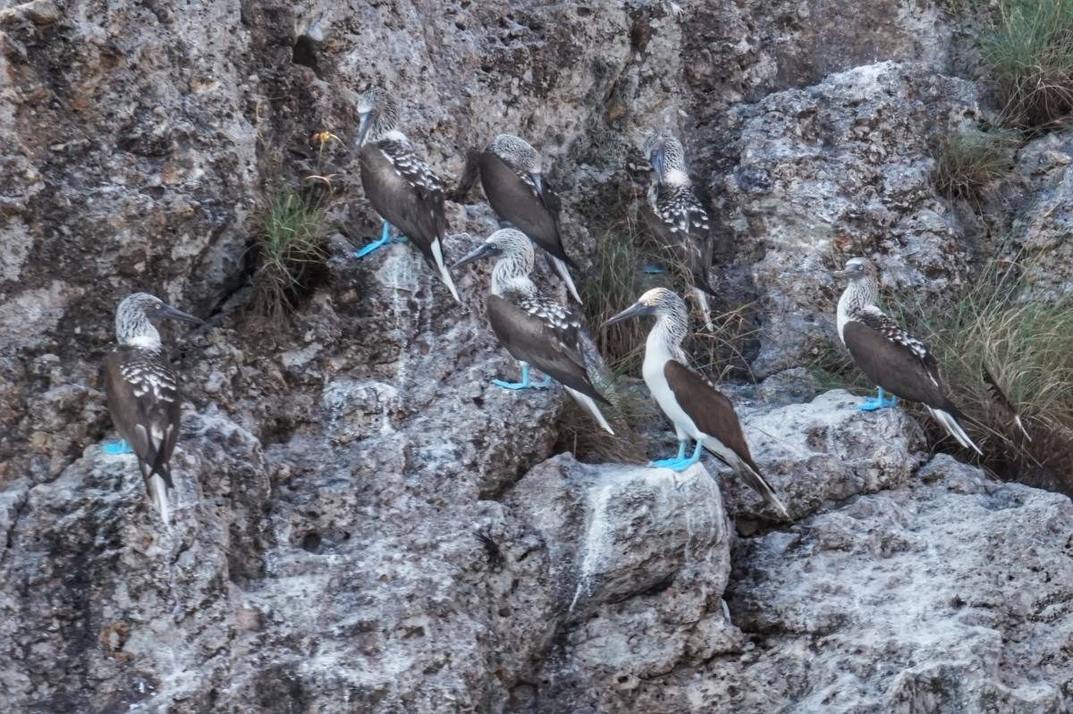 Blue Footed Boobies in Mexico