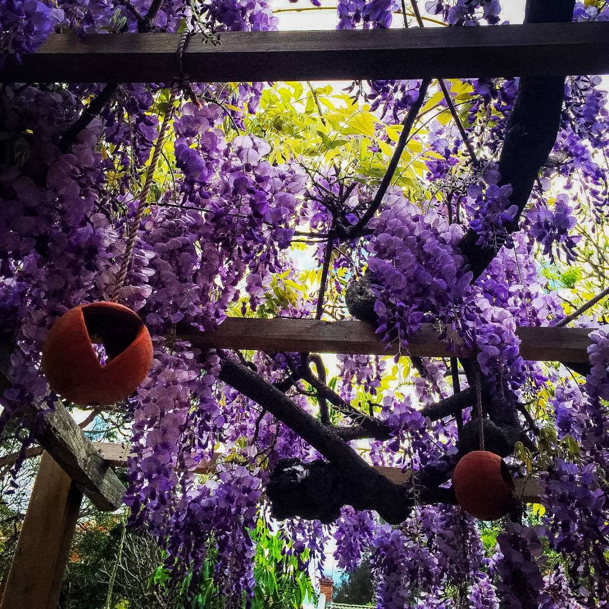 jacaranda tree A serene pergola draped in vibrant purple wisteria blooms, a tranquil corner that might be found in Sydney's many enchanting gardens.
