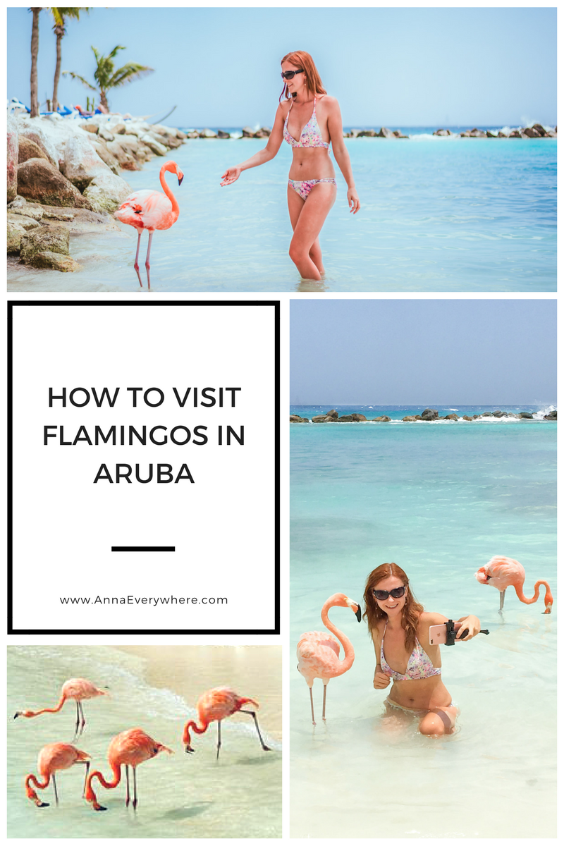 How to Visit Flamingos in Aruba: Renaissance Private Island How to Visit Flamingos in Aruba: Renaissance Private Island