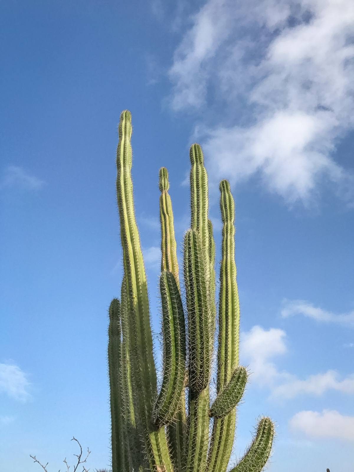 cactus aruba cactus aruba
