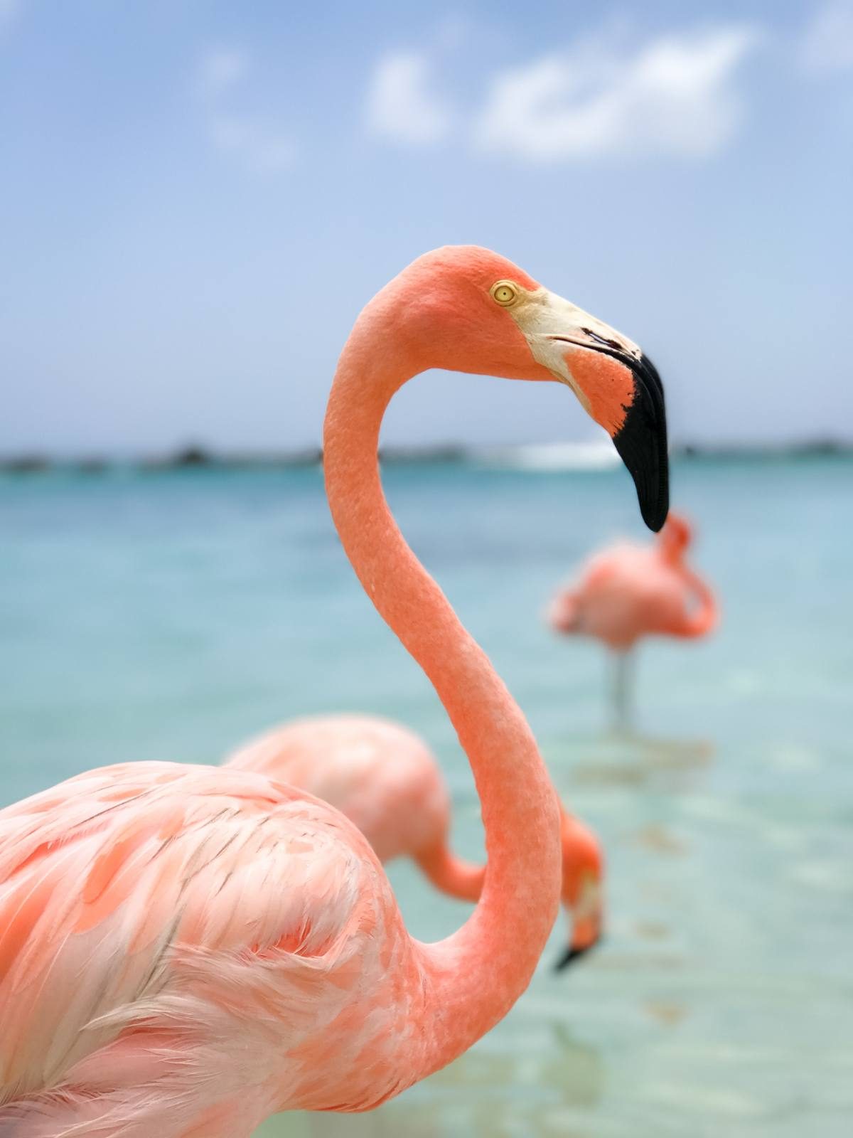 flamingo flamingo