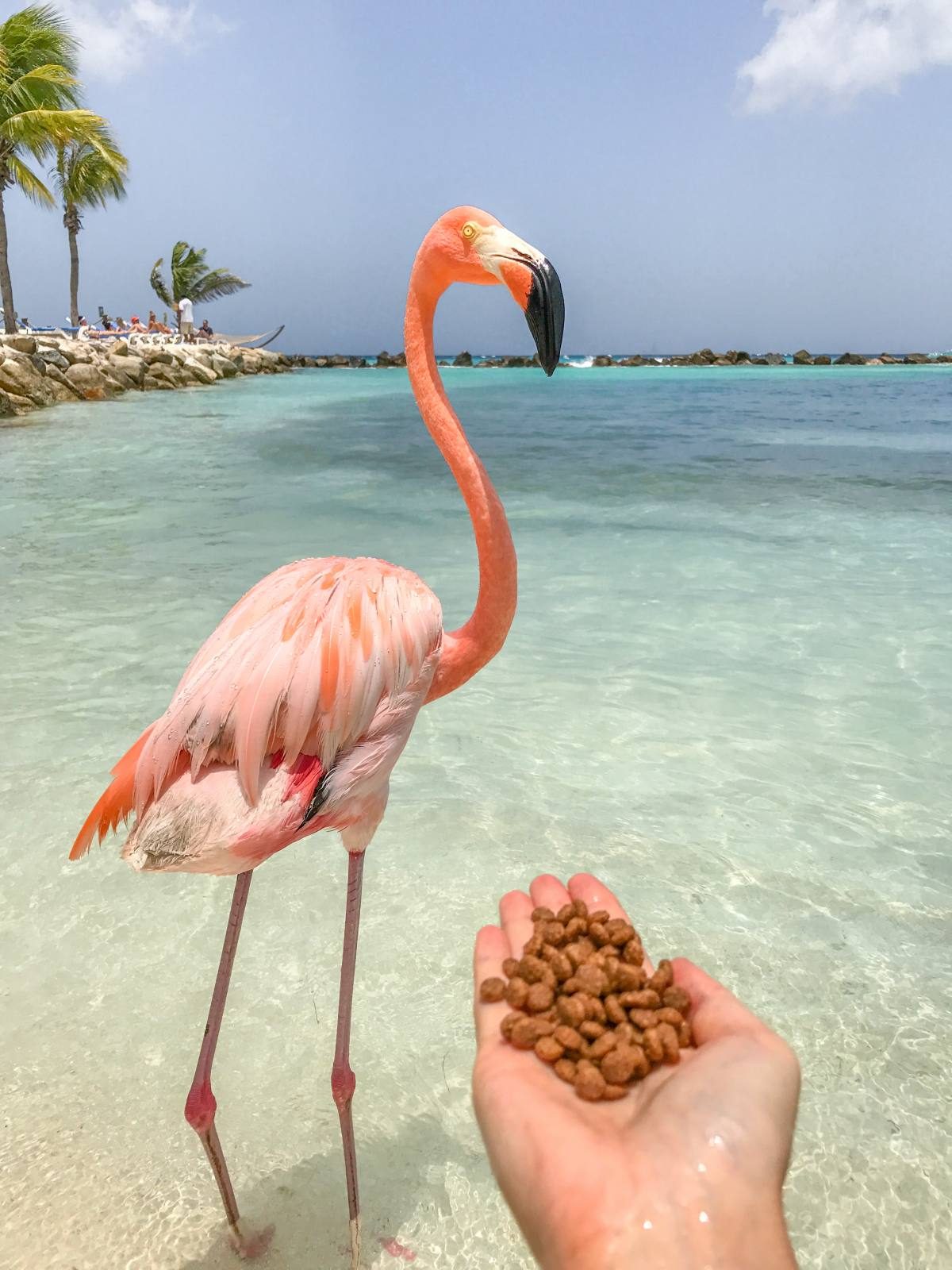 flamingos aruba Flamingos in Aruba