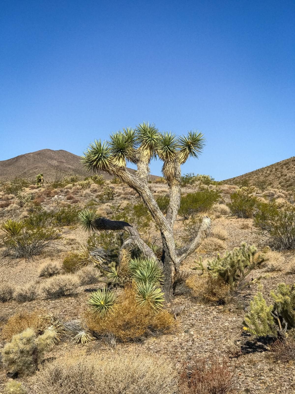 Joshua Tree