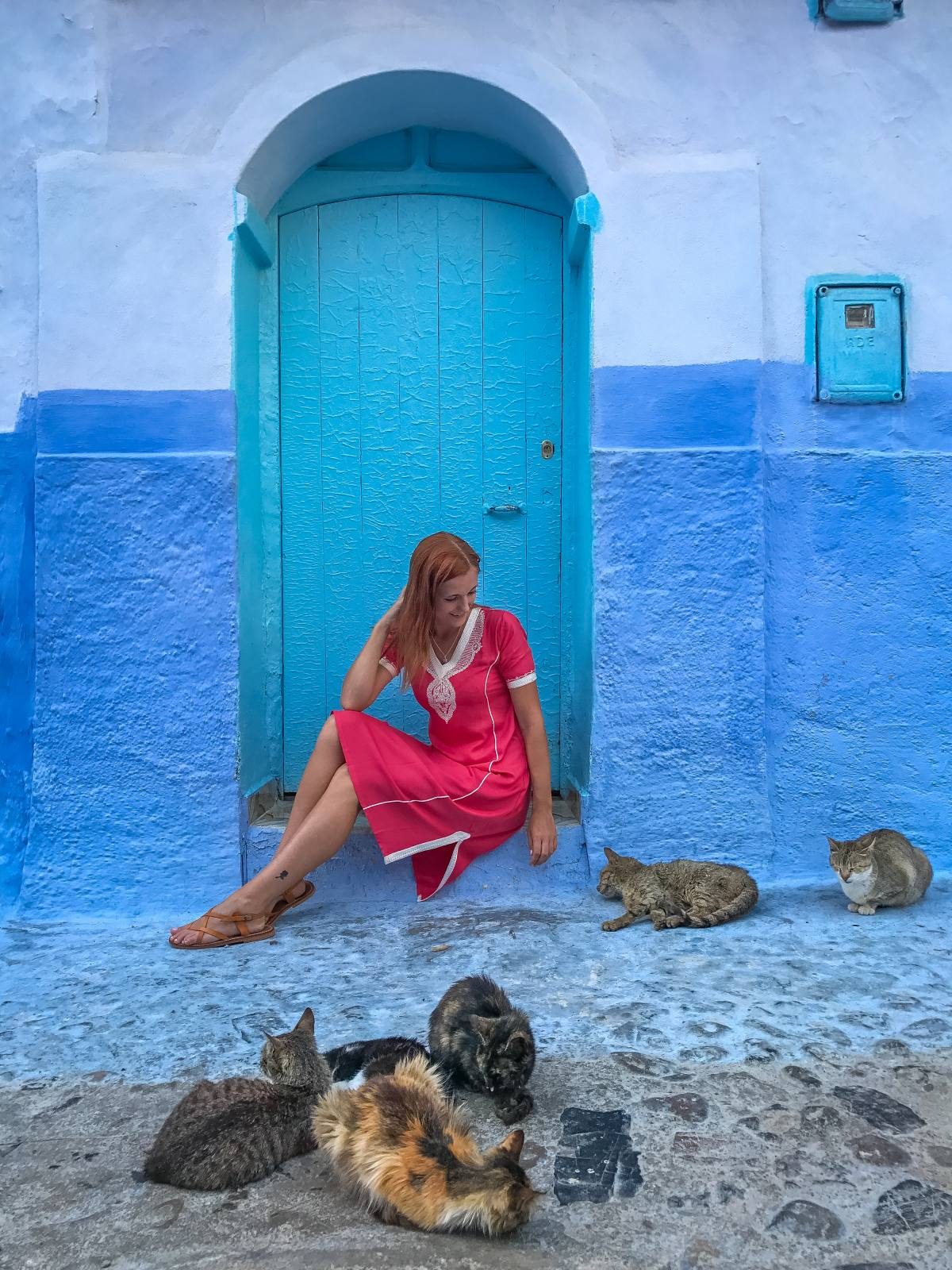 cats Morocco cats Morocco