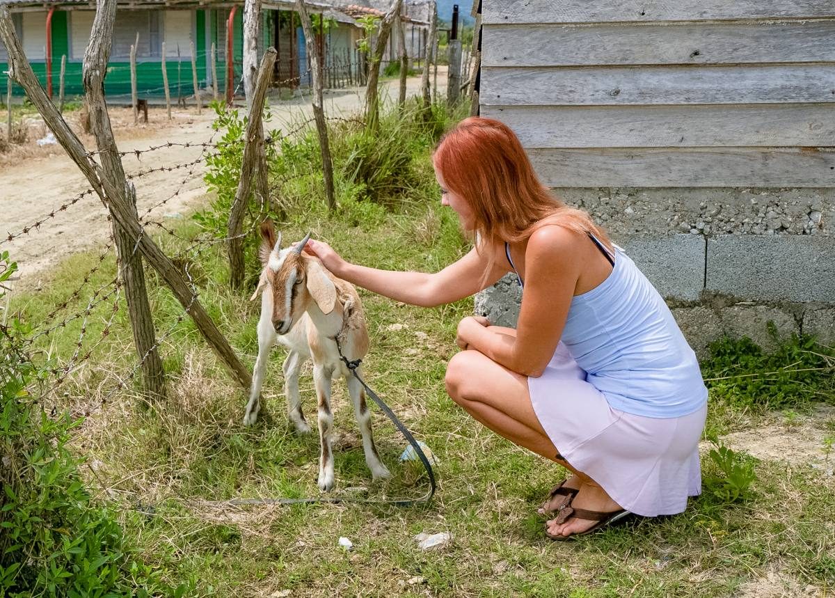 goats Cuba goats Cuba