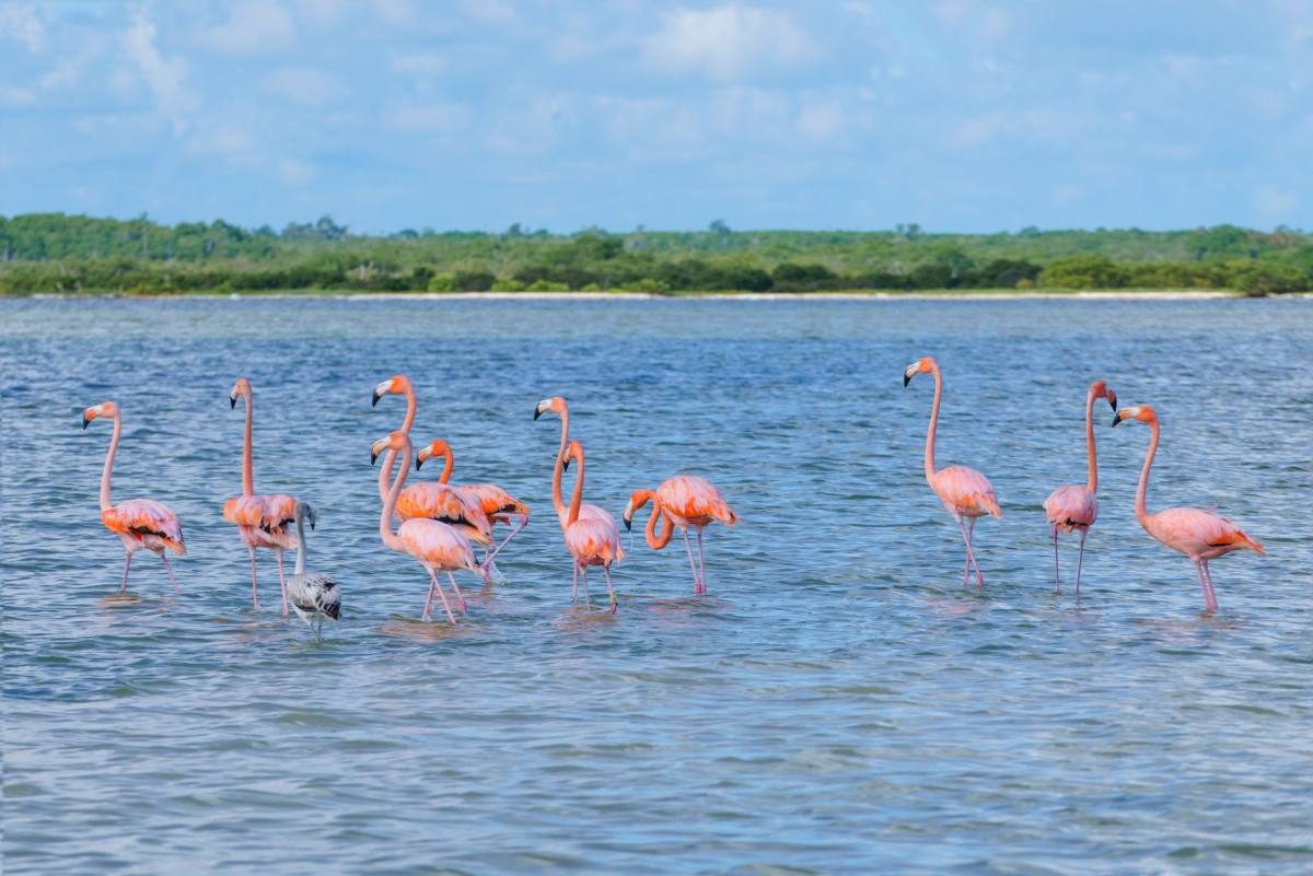 flamingos Rio Lagartos flamingos Rio Lagartos