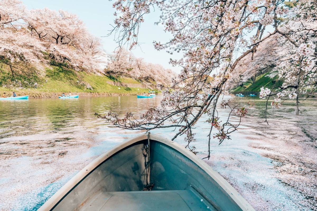 Chidorigafuchi Park, Tokyo, Japan Tranquil view from a boat under cherry blossoms along Tokyo's riverside.