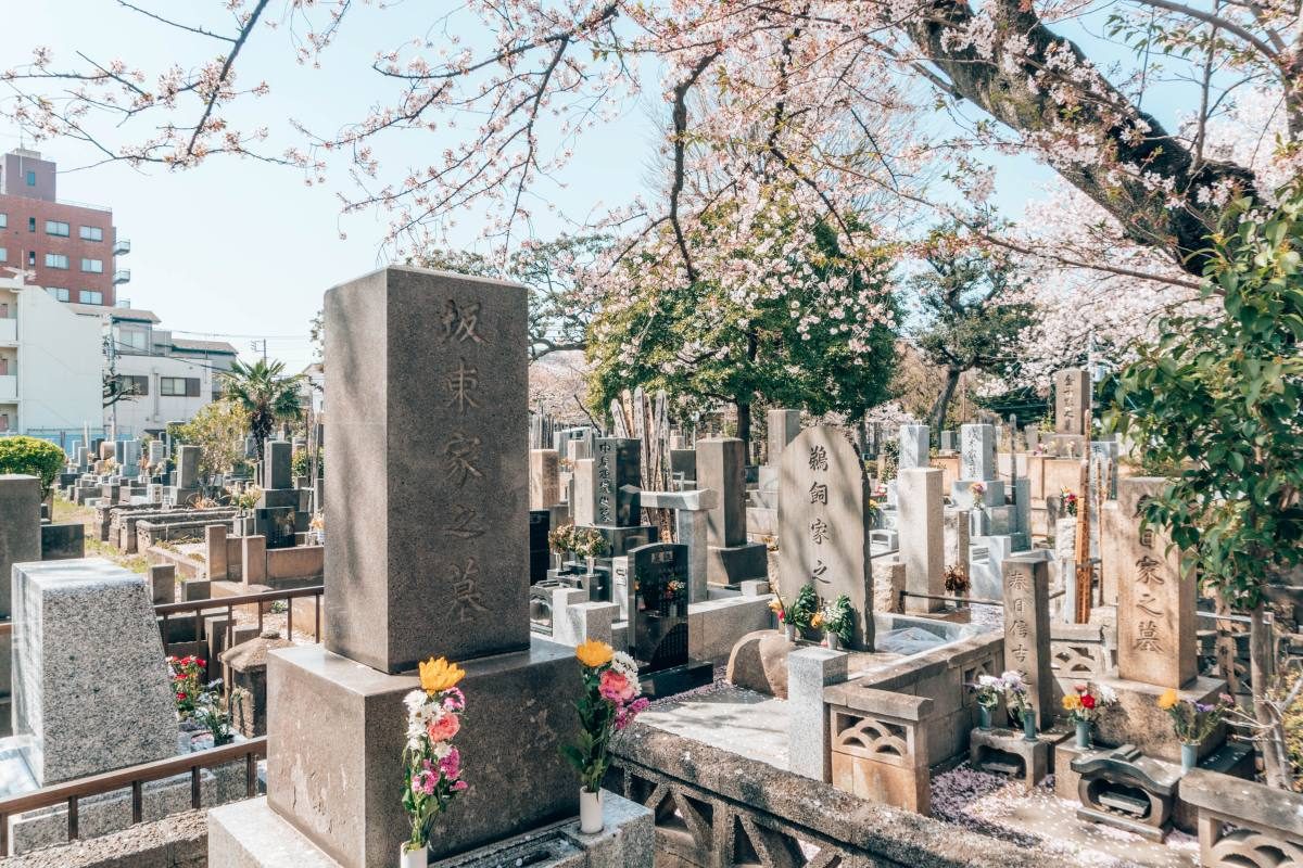 Yanaka Cemetery Serene cherry blossom trees blooming over a peaceful Tokyo cemetery.