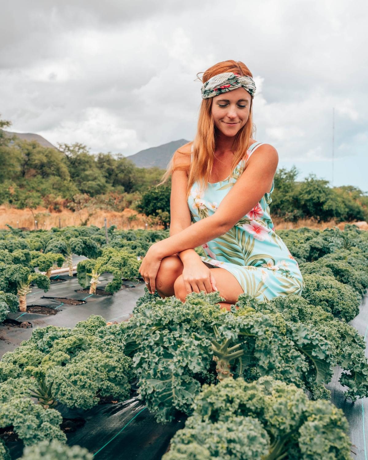 Kale farm