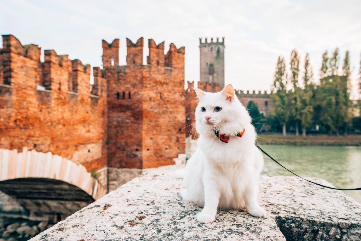 Importing Your Pet to Italy bringing a cat to Italy from US
