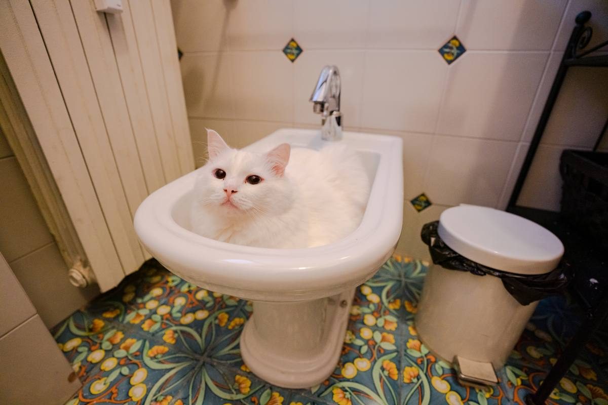 cat in a bidet