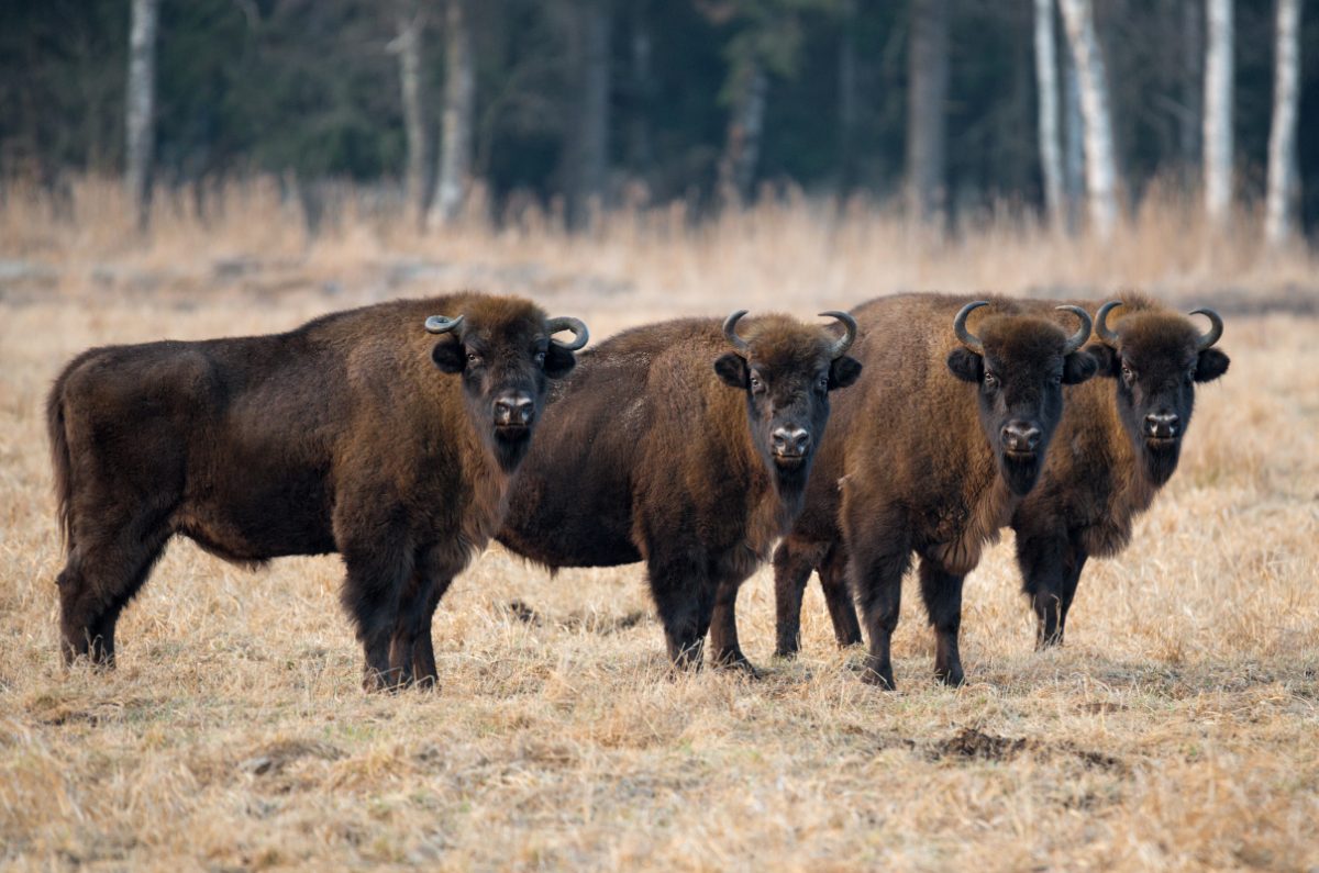bison bison poland