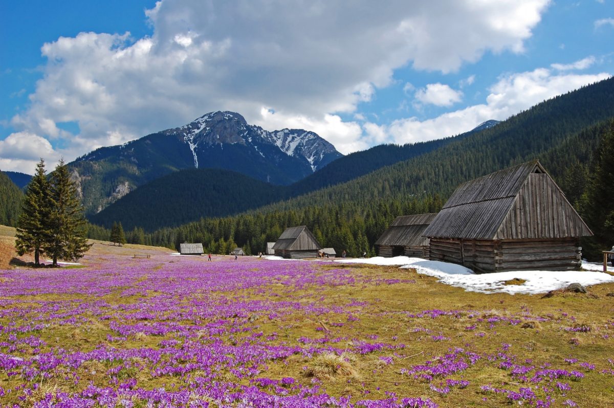 Chocholowska Valley The tranquil setting of a wooden cabin amidst a field of blooming crocuses in Poland's Chocholowska Valley offers a peaceful escape.