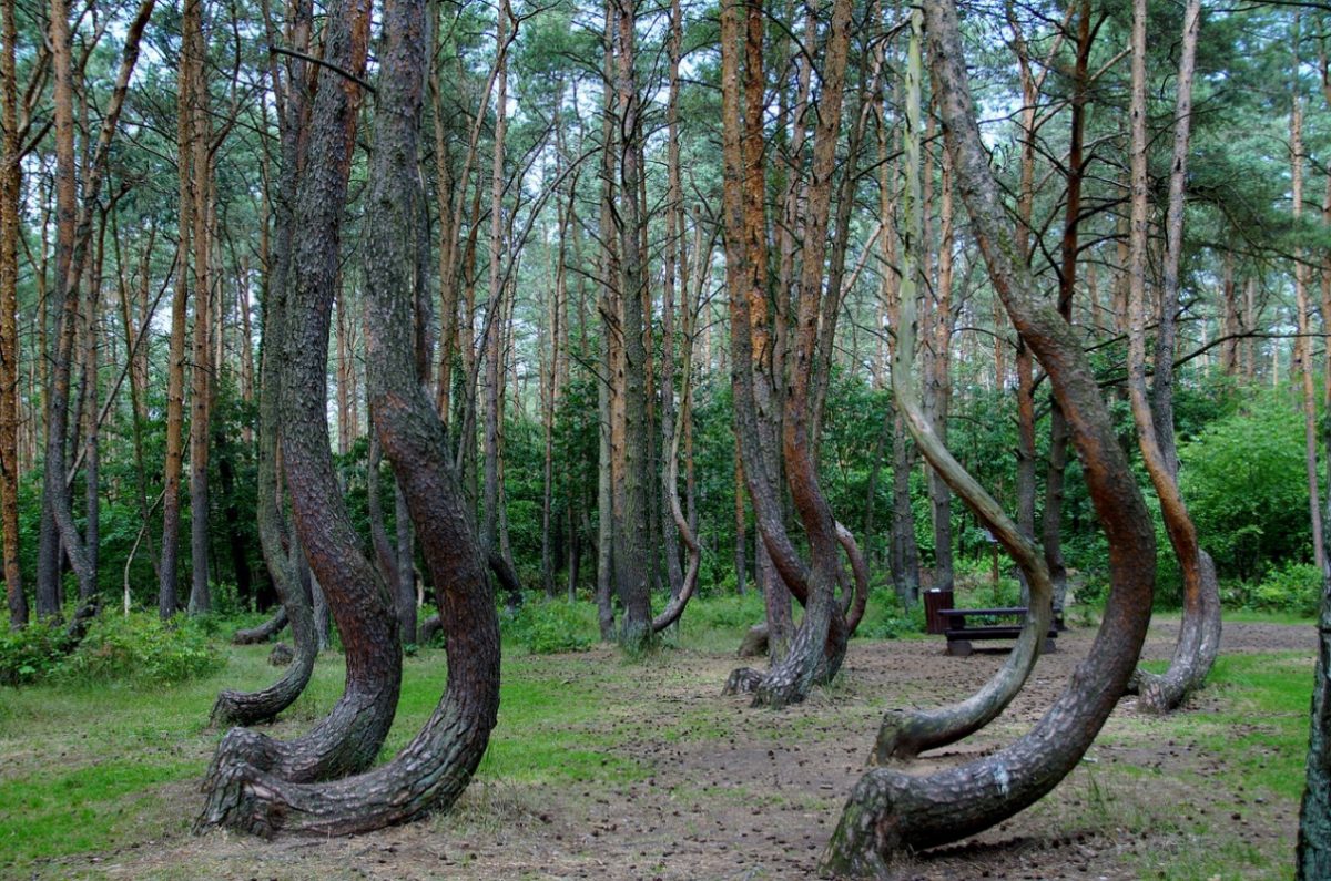 Crooked Forest The Crooked Forest in Gryfino, with its mysteriously bent pine trees, is one of the unique natural curiosities to explore in Poland.