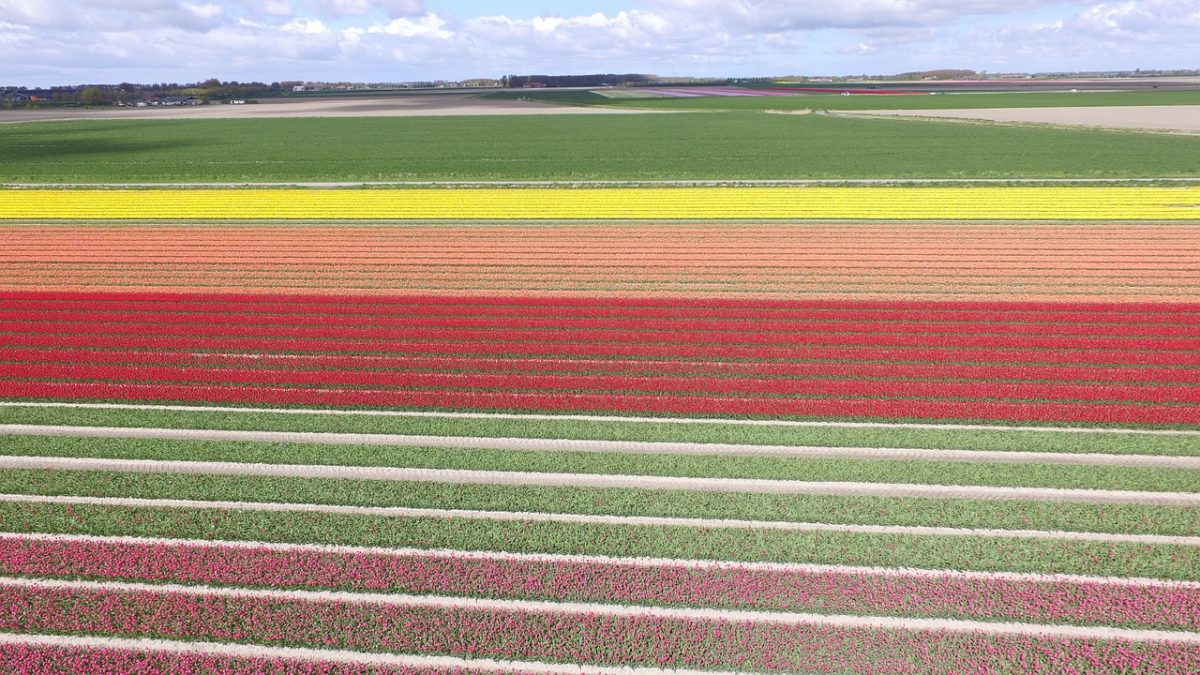 Best Time to See Tulips in Amsterdam Best Time to See Tulips Netherlands
