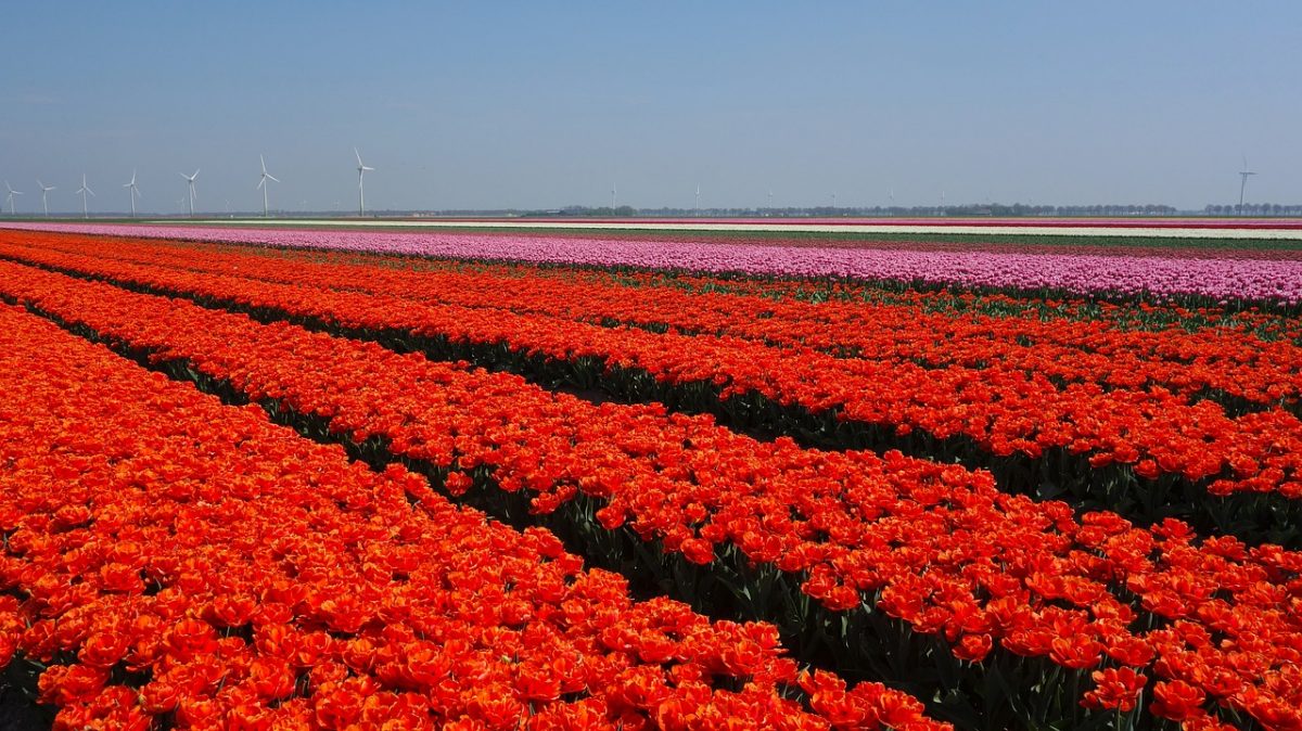 tulip fields lisse tulip fields netherlands