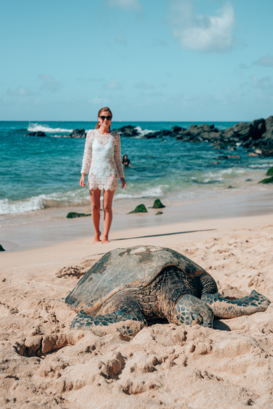 turtle beach oahu turtle beach oahu
