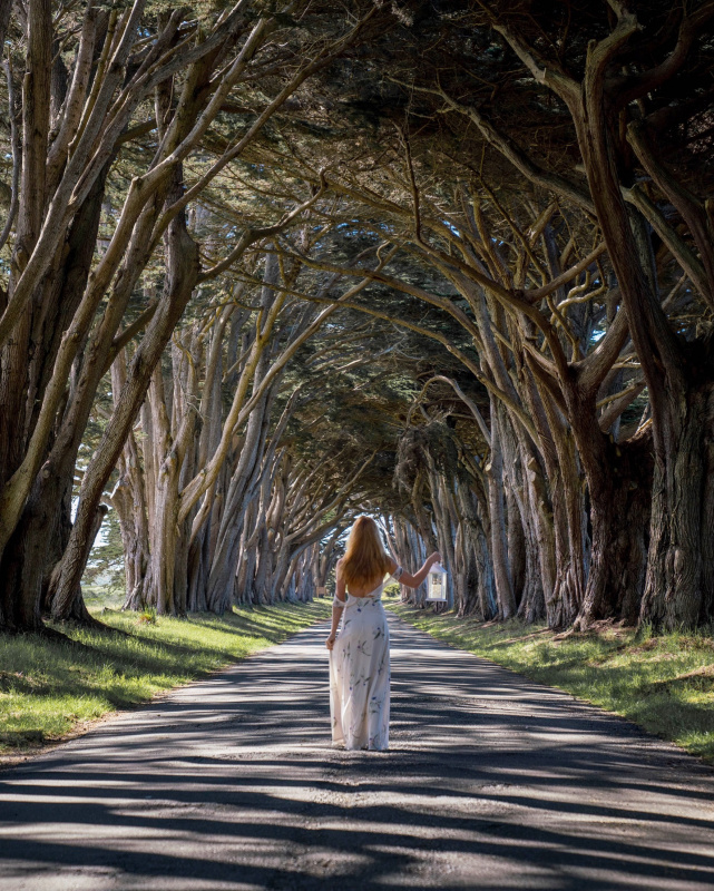 Cypress Alley Point Reyes Cypress Alley California Road Trip