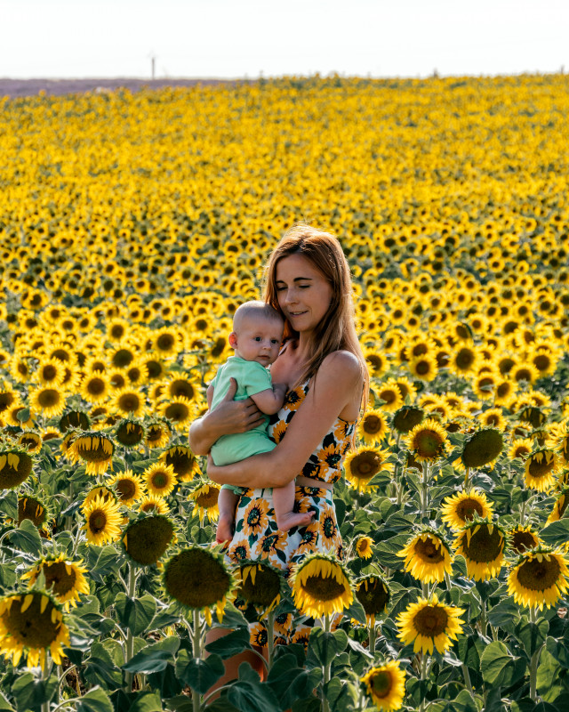 sunflowers