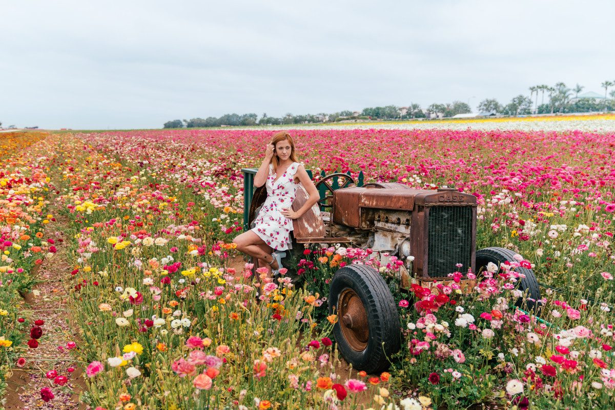 The Carlsbad Flower Fields Carlsbad Flower Fields