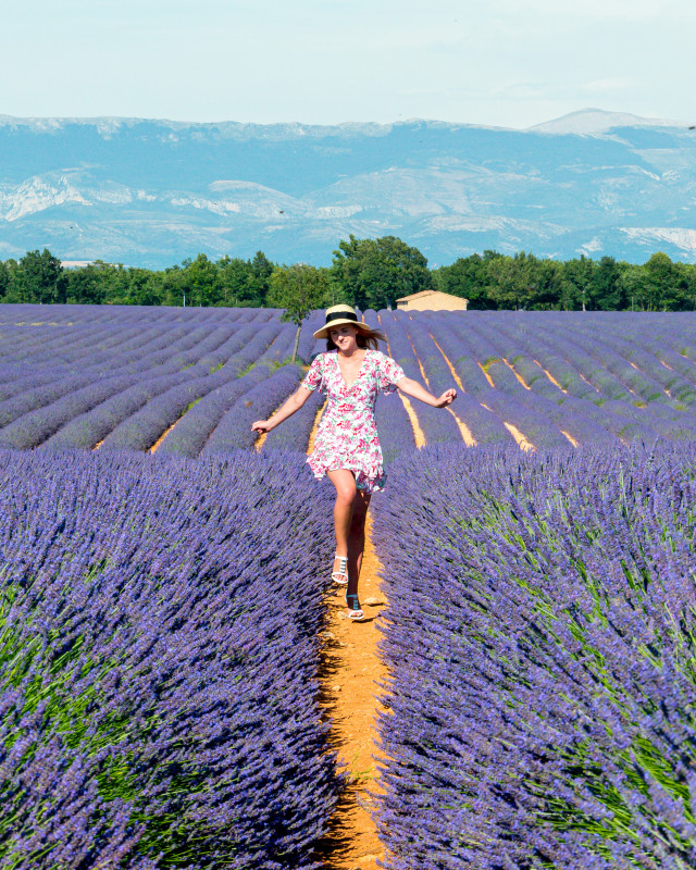 Lavender fields in Valensole, France