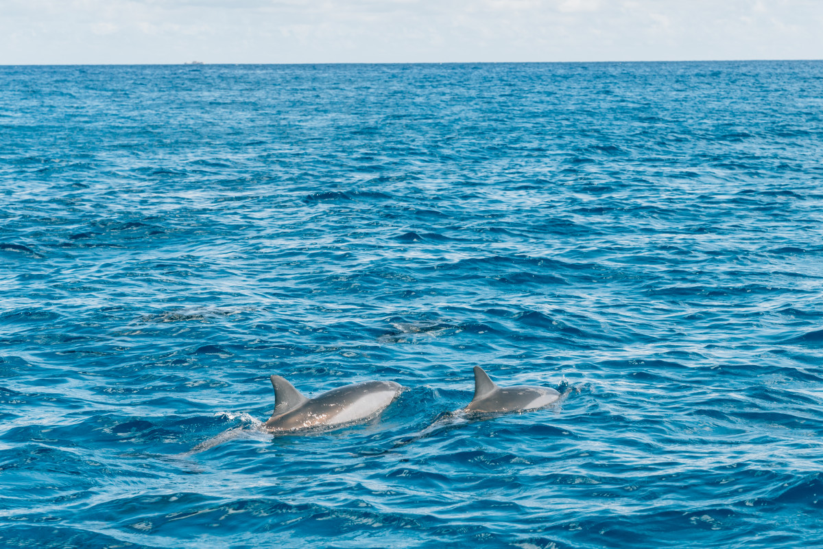 dolphins Mauritius dolphins in Mauritius