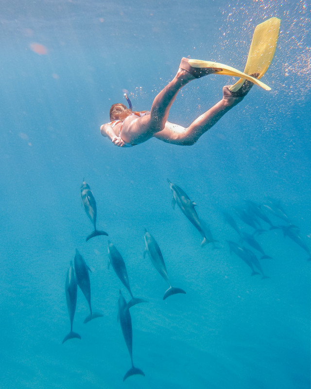 swimming with dolphins Mauritius swimming with dolphins Mauritius