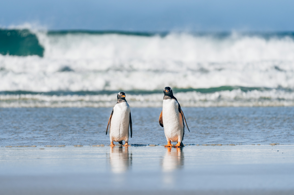 King Penguins on Saunders Island penguins Falkland Islands