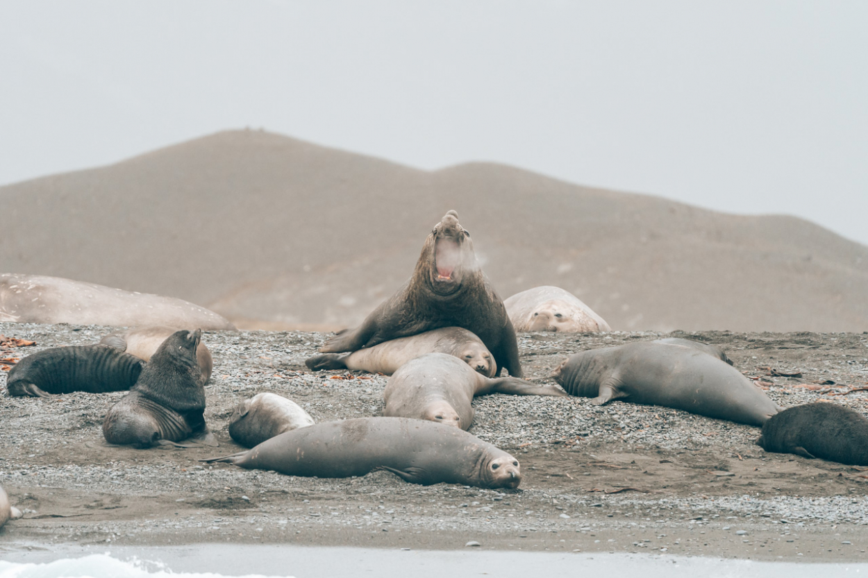 elephant seals sex