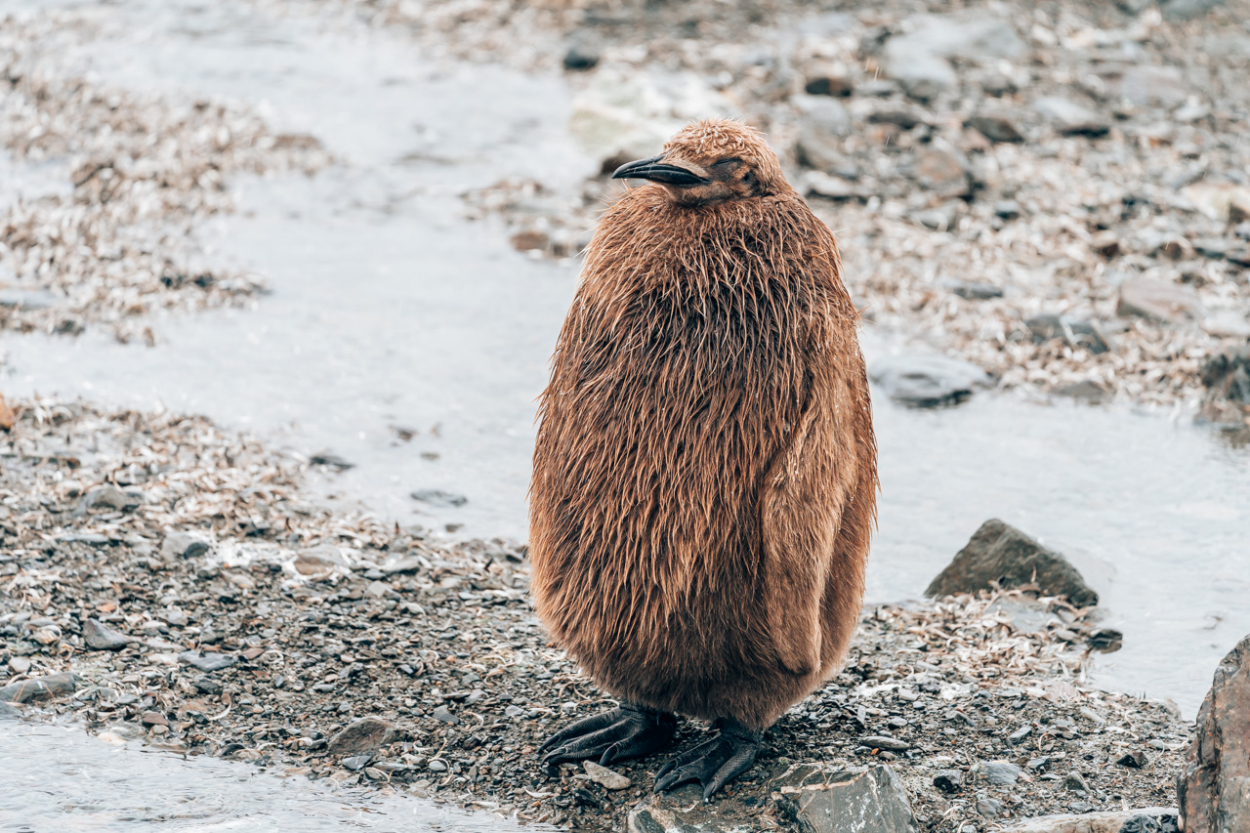 baby penguin