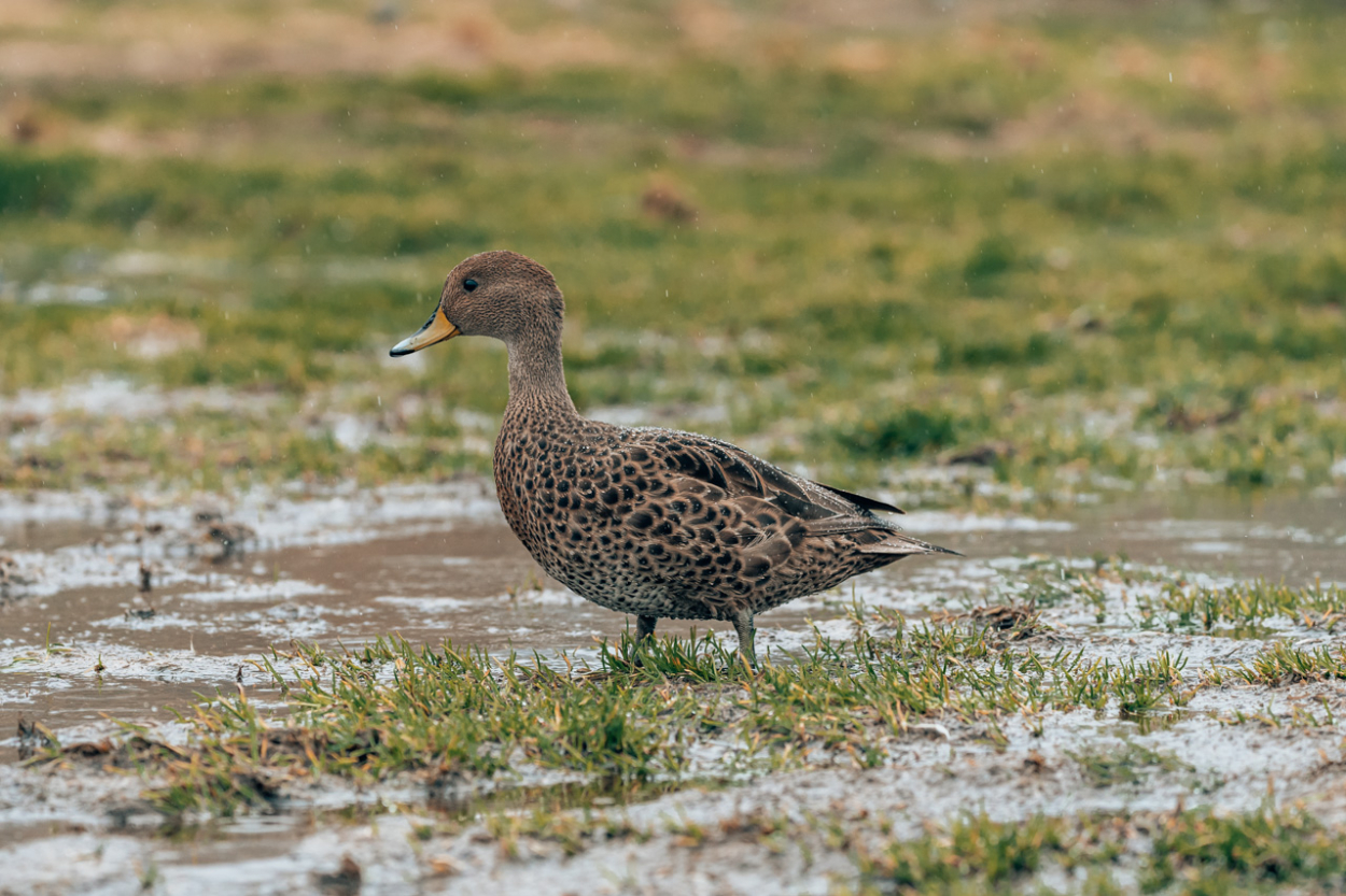 carnivorous duck