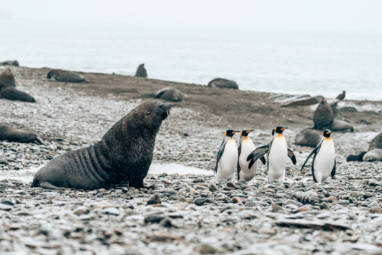 fur seals