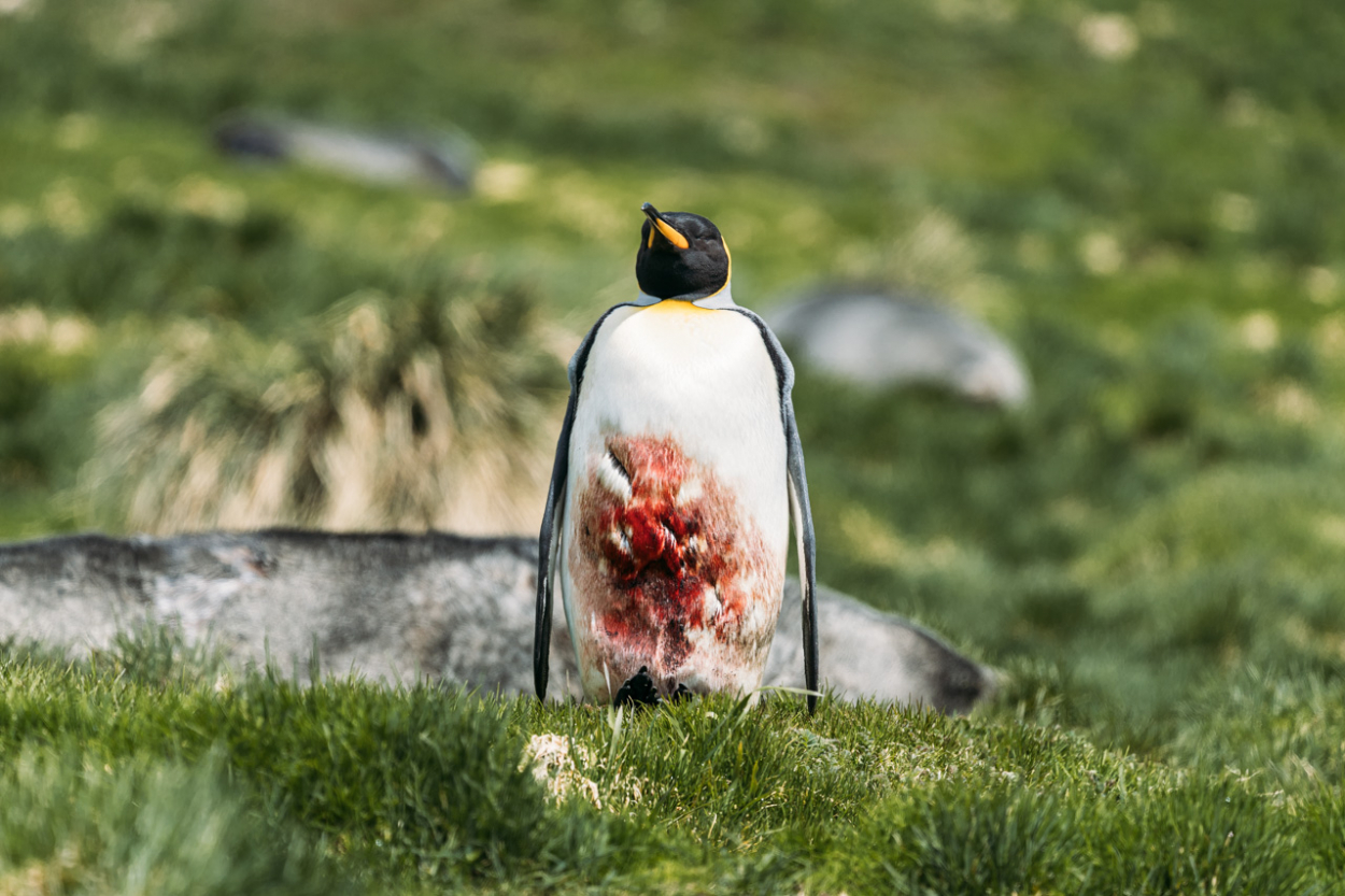 injured penguin