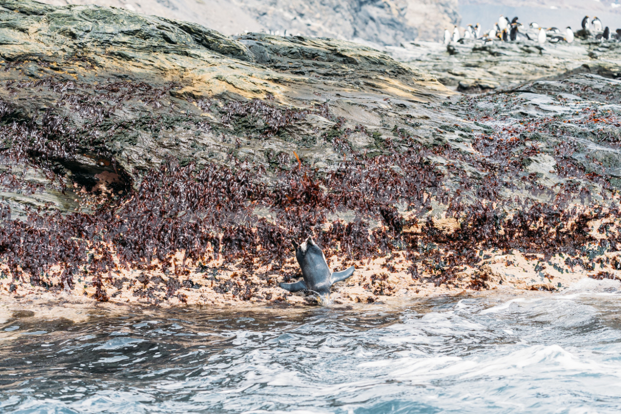 penguin falling