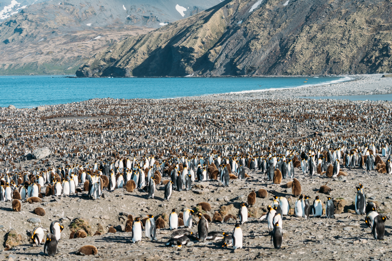 South Georgia