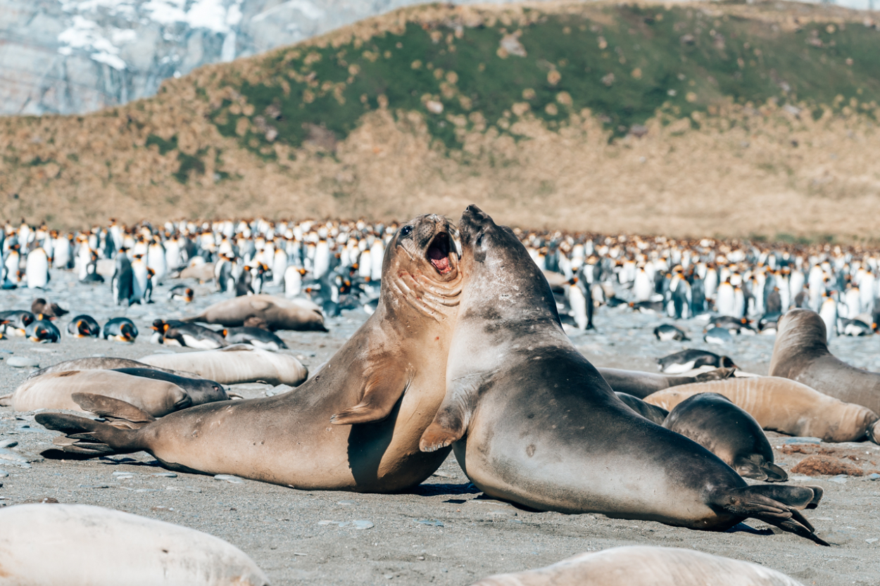 elephant seals south georgia