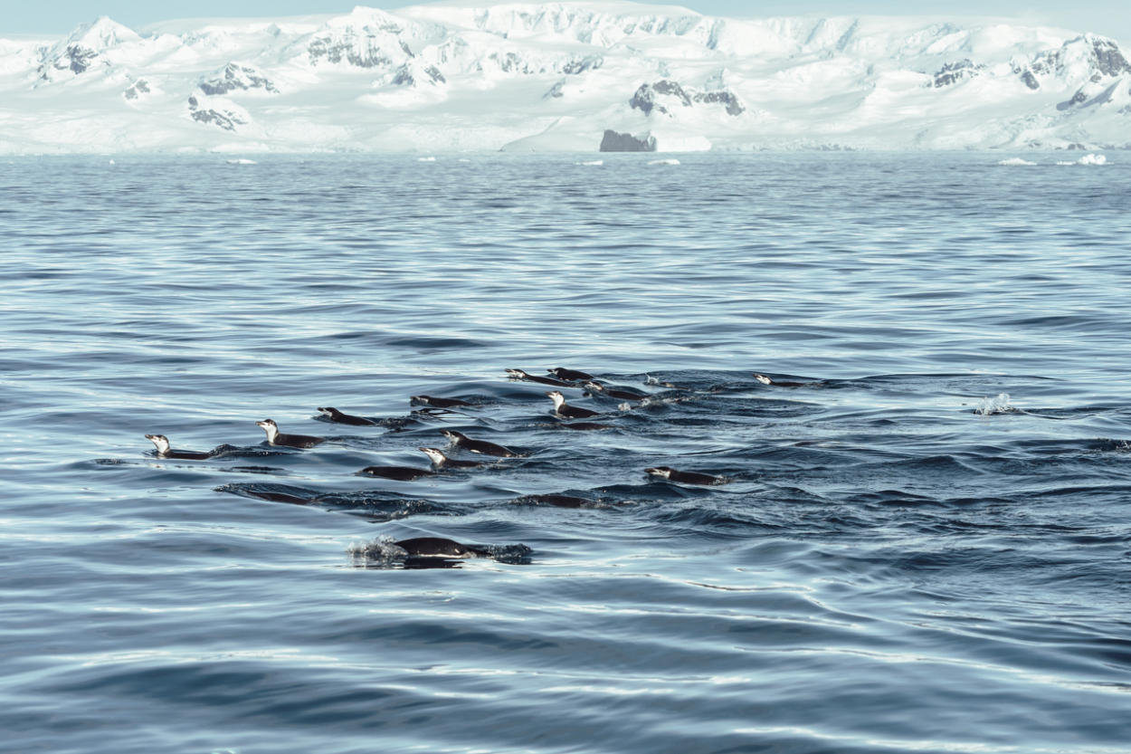 swimming penguins swimming penguins