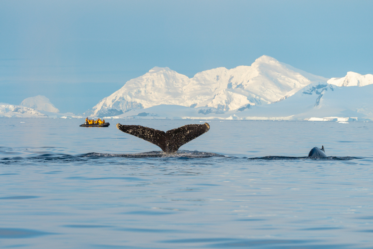 whale watching Antarctica whale watching Antarctica