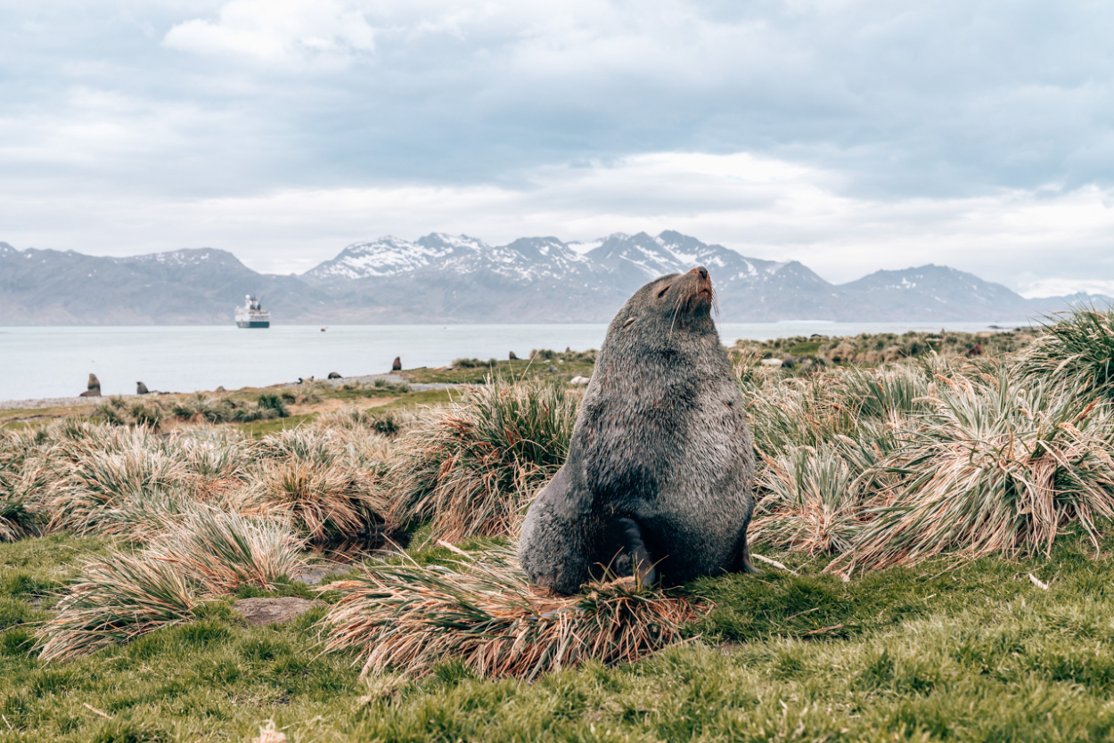 fur seal