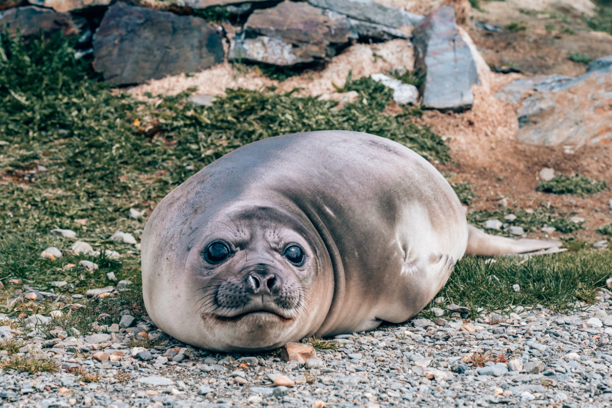 Baby female elephant seal